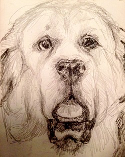 Balou, pencil and charcoal, 5 x 5 private collection